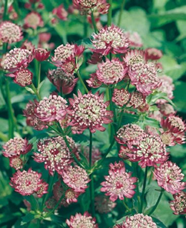 Astrantia maj. 'Rubra' geen maat specificatie 0,55L/P9cm - afbeelding 2