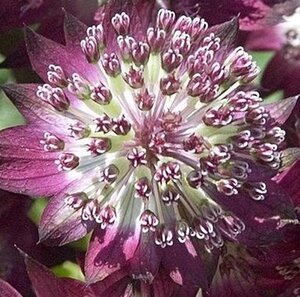 Astrantia maj. 'Star of Beauty' geen maat specificatie 0,55L/P9cm - afbeelding 2
