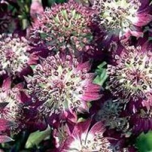 Astrantia maj. 'Star of Beauty' geen maat specificatie 0,55L/P9cm - afbeelding 3