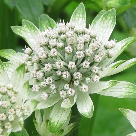 Astrantia maj. 'Star of Billion' geen maat specificatie 0,55L/P9cm - afbeelding 1