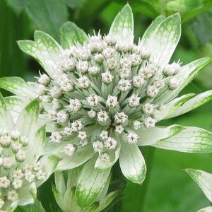 Astrantia maj. 'Star of Billion' geen maat specificatie 0,55L/P9cm - afbeelding 1