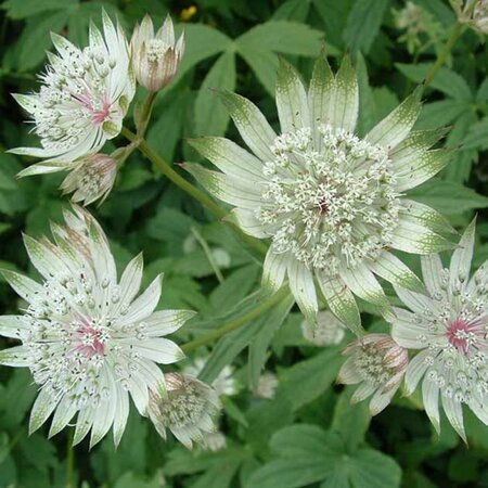 Astrantia maj. 'Star of Billion' geen maat specificatie 0,55L/P9cm - afbeelding 3