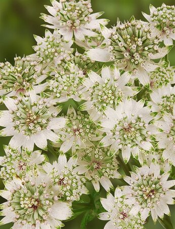 Astrantia maj. 'Star of Billion' geen maat specificatie 0,55L/P9cm - afbeelding 4