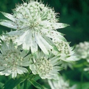 Astrantia maj. 'Shaggy' geen maat specificatie 0,55L/P9cm