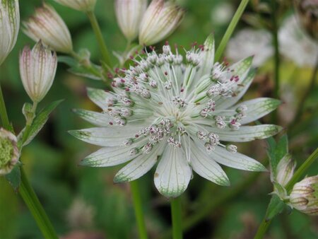 Astrantia maj. 'Shaggy' geen maat specificatie 0,55L/P9cm - afbeelding 2