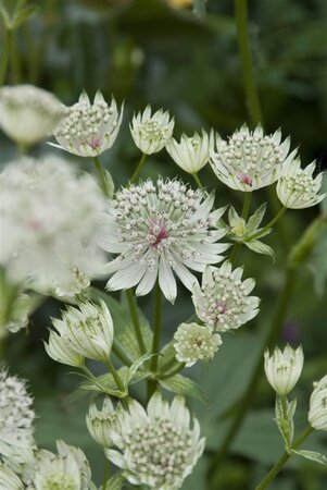 Astrantia maj. 'Shaggy' geen maat specificatie 0,55L/P9cm - afbeelding 3