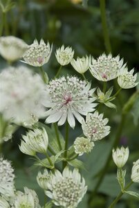 Astrantia maj. 'Shaggy' geen maat specificatie 0,55L/P9cm - afbeelding 3