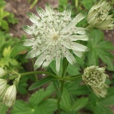 Astrantia maj. 'Snow Star' geen maat specificatie 0,55L/P9cm - afbeelding 1