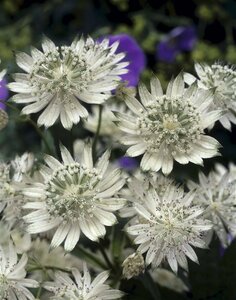 Astrantia maj. 'Snow Star' geen maat specificatie 0,55L/P9cm - afbeelding 2