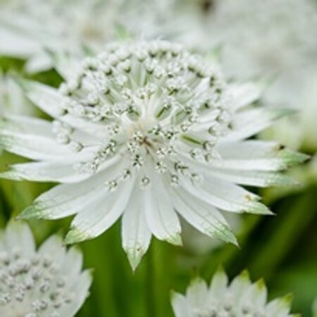 Astrantia maj. 'Snow Star' geen maat specificatie 0,55L/P9cm - afbeelding 4
