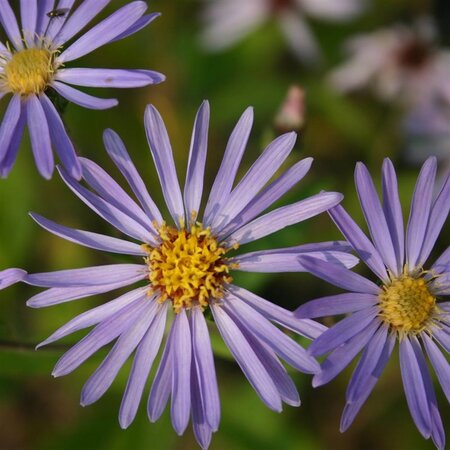 Aster macrophyllus 'Twilight' geen maat specificatie 0,55L/P9cm - afbeelding 3