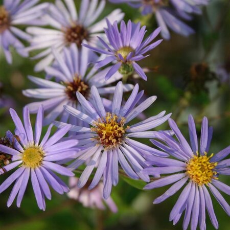Aster macrophyllus 'Twilight' geen maat specificatie 0,55L/P9cm - afbeelding 4