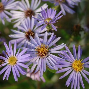 Aster macrophyllus 'Twilight' geen maat specificatie 0,55L/P9cm - afbeelding 4