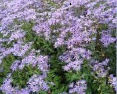 Aster macrophyllus 'Twilight' geen maat specificatie 0,55L/P9cm - afbeelding 3