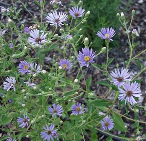 Aster macrophyllus 'Twilight' geen maat specificatie 0,55L/P9cm - afbeelding 6