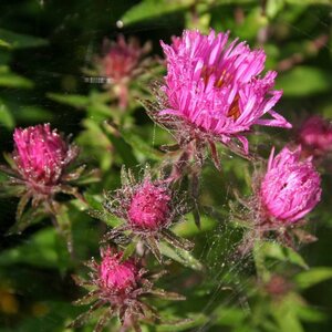 Aster n.-a. 'And. an Paul Gerber' geen maat specificatie 0,55L/P9cm - afbeelding 1