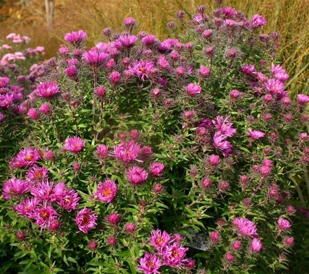 Aster n.-a. 'And. an Paul Gerber' geen maat specificatie 0,55L/P9cm - afbeelding 2