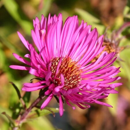 Aster n.-a. 'And. an Paul Gerber' geen maat specificatie 0,55L/P9cm - afbeelding 3