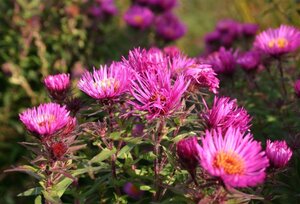 Aster n.-a. 'And. an Paul Gerber' geen maat specificatie 0,55L/P9cm