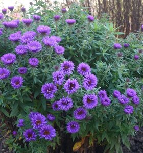 Aster n.-a. 'Purple Dome' geen maat specificatie 0,55L/P9cm - afbeelding 3