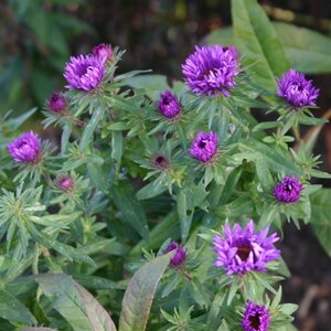 Aster n.-a. 'Purple Dome' geen maat specificatie 0,55L/P9cm - afbeelding 2