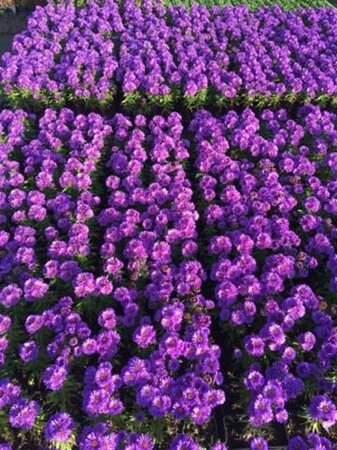 Aster n.-a. 'Purple Dome' geen maat specificatie 0,55L/P9cm - afbeelding 4