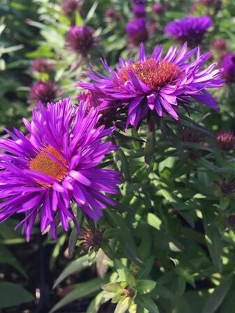 Aster n.-a. 'Purple Dome' geen maat specificatie 0,55L/P9cm - afbeelding 5