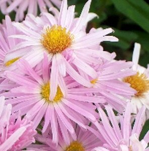 Aster n.-b. 'Fellowship' geen maat specificatie 0,55L/P9cm - afbeelding 1