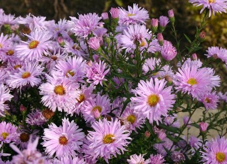 Aster n.-b. 'Fellowship' geen maat specificatie 0,55L/P9cm - afbeelding 2
