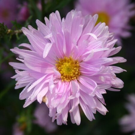 Aster n.-b. 'Fellowship' geen maat specificatie 0,55L/P9cm - afbeelding 3