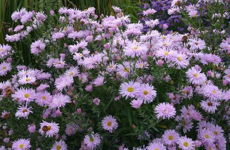 Aster n.-b. 'Fellowship' geen maat specificatie 0,55L/P9cm - afbeelding 4