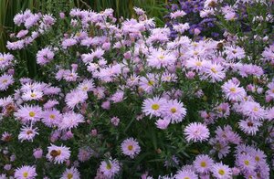 Aster n.-b. 'Fellowship' geen maat specificatie 0,55L/P9cm - afbeelding 4