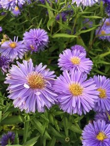 Aster n.-b. 'Marie Ballard' geen maat specificatie 0,55L/P9cm - afbeelding 2