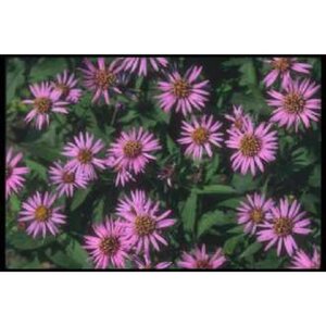 Aster n.-b. 'Marie Ballard' geen maat specificatie 0,55L/P9cm - afbeelding 1
