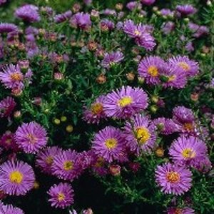 Aster n.-b. 'Marie Ballard' geen maat specificatie 0,55L/P9cm - afbeelding 2