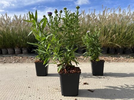 Aster n.-b. 'Marie Ballard' geen maat specificatie 0,55L/P9cm - afbeelding 4