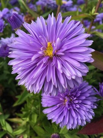 Aster n.-b. 'Marie Ballard' geen maat specificatie 0,55L/P9cm - afbeelding 3