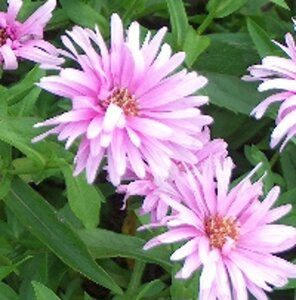 Aster n.-b. 'Patricia Ballard' geen maat specificatie 0,55L/P9cm - afbeelding 1