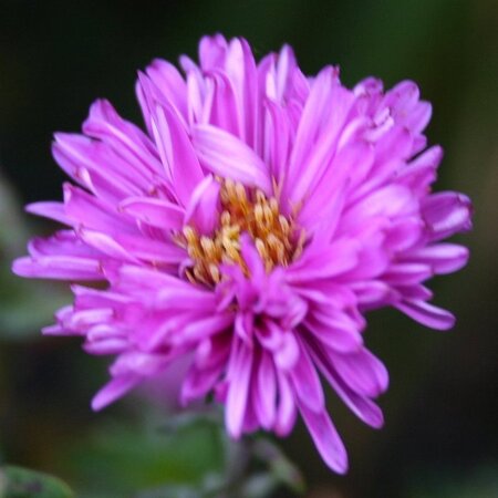Aster n.-b. 'Patricia Ballard' geen maat specificatie 0,55L/P9cm - afbeelding 2