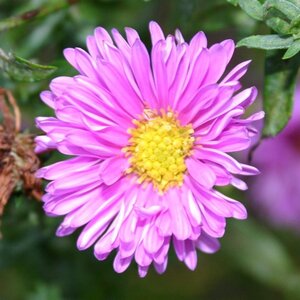 Aster n.-b. 'Patricia Ballard' geen maat specificatie 0,55L/P9cm - afbeelding 3