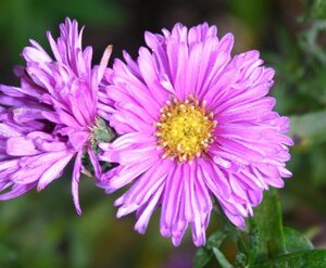 Aster n.-b. 'Patricia Ballard' geen maat specificatie 0,55L/P9cm - afbeelding 4