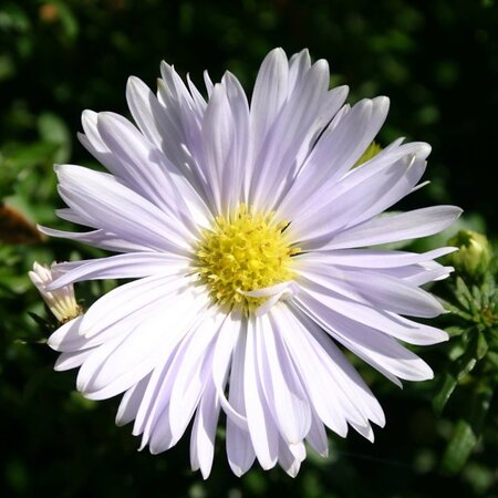 Aster n.-b. 'Porzellan' geen maat specificatie 0,55L/P9cm - afbeelding 1