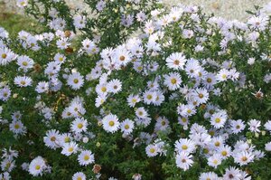 Aster n.-b. 'Porzellan' geen maat specificatie 0,55L/P9cm - afbeelding 2