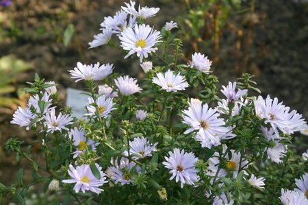 Aster n.-b. 'Porzellan' geen maat specificatie 0,55L/P9cm - afbeelding 3