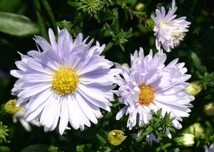 Aster n.-b. 'Porzellan' geen maat specificatie 0,55L/P9cm - afbeelding 4