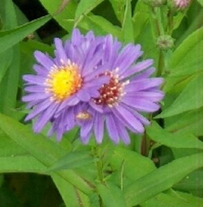 Aster n.-b. 'Schöne von Dietlikon' geen maat specificatie 0,55L/P9cm