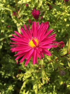 Aster n.-b. 'Winston Churchill' geen maat specificatie 0,55L/P9cm
