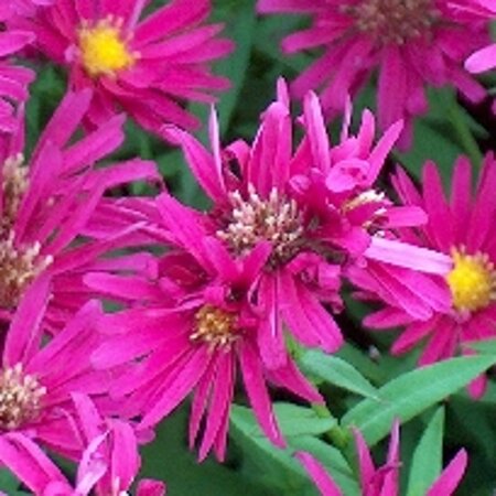 Aster n.-b. 'Winston Churchill' geen maat specificatie 0,55L/P9cm - afbeelding 1