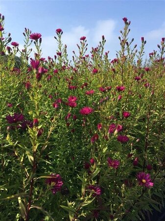 Aster n.-b. 'Winston Churchill' geen maat specificatie 0,55L/P9cm - afbeelding 2