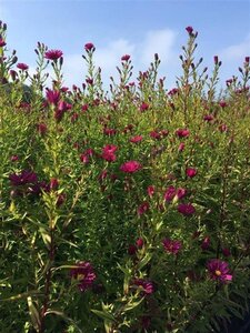 Aster n.-b. 'Winston Churchill' geen maat specificatie 0,55L/P9cm - afbeelding 2